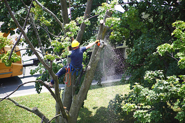 How Our Tree Care Process Works  in  San Angelo, TX